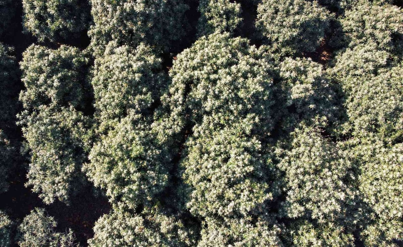 Yenidünya ağaçları çiçek açtı