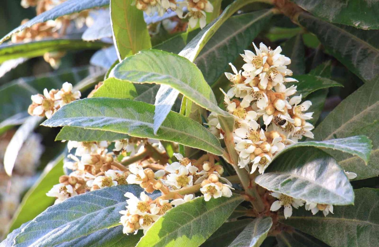 Yenidünya ağaçları çiçek açtı