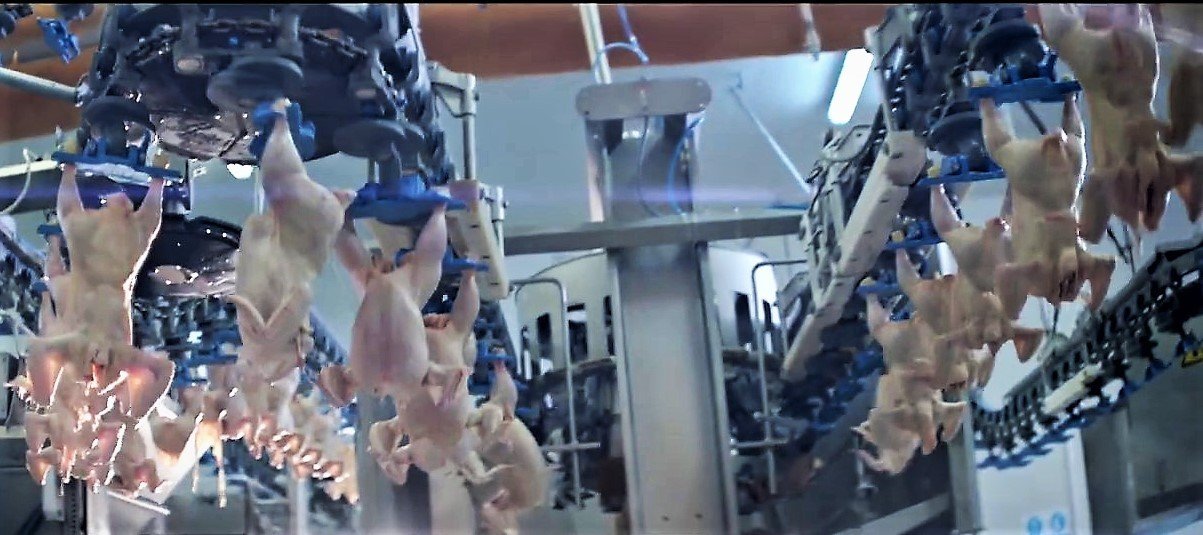 Gedik Piliç 70 ülkeye 120 milyon doların üzerine ihracat yaptı