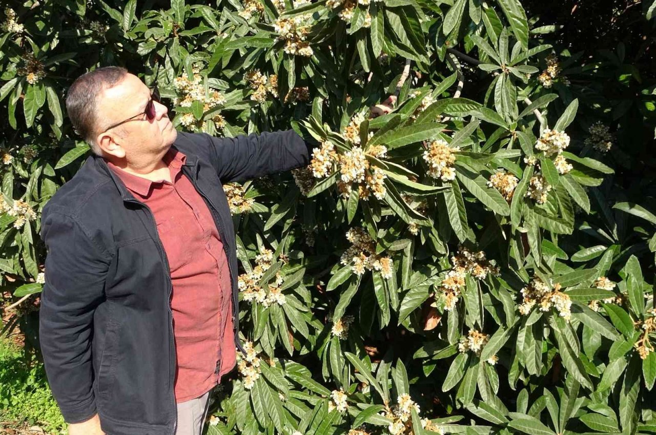 Yenidünya ağaçları çiçek açtı