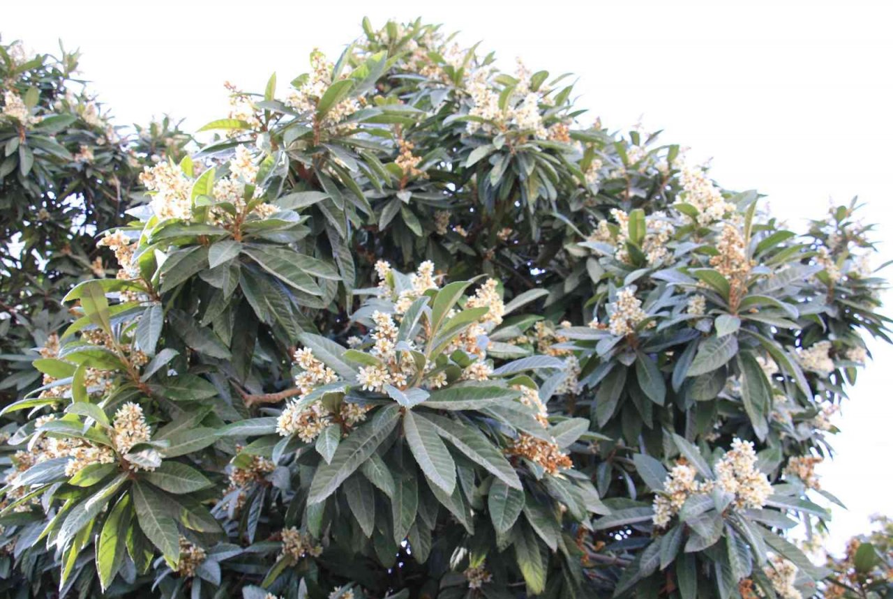 Yenidünya ağaçları çiçek açtı