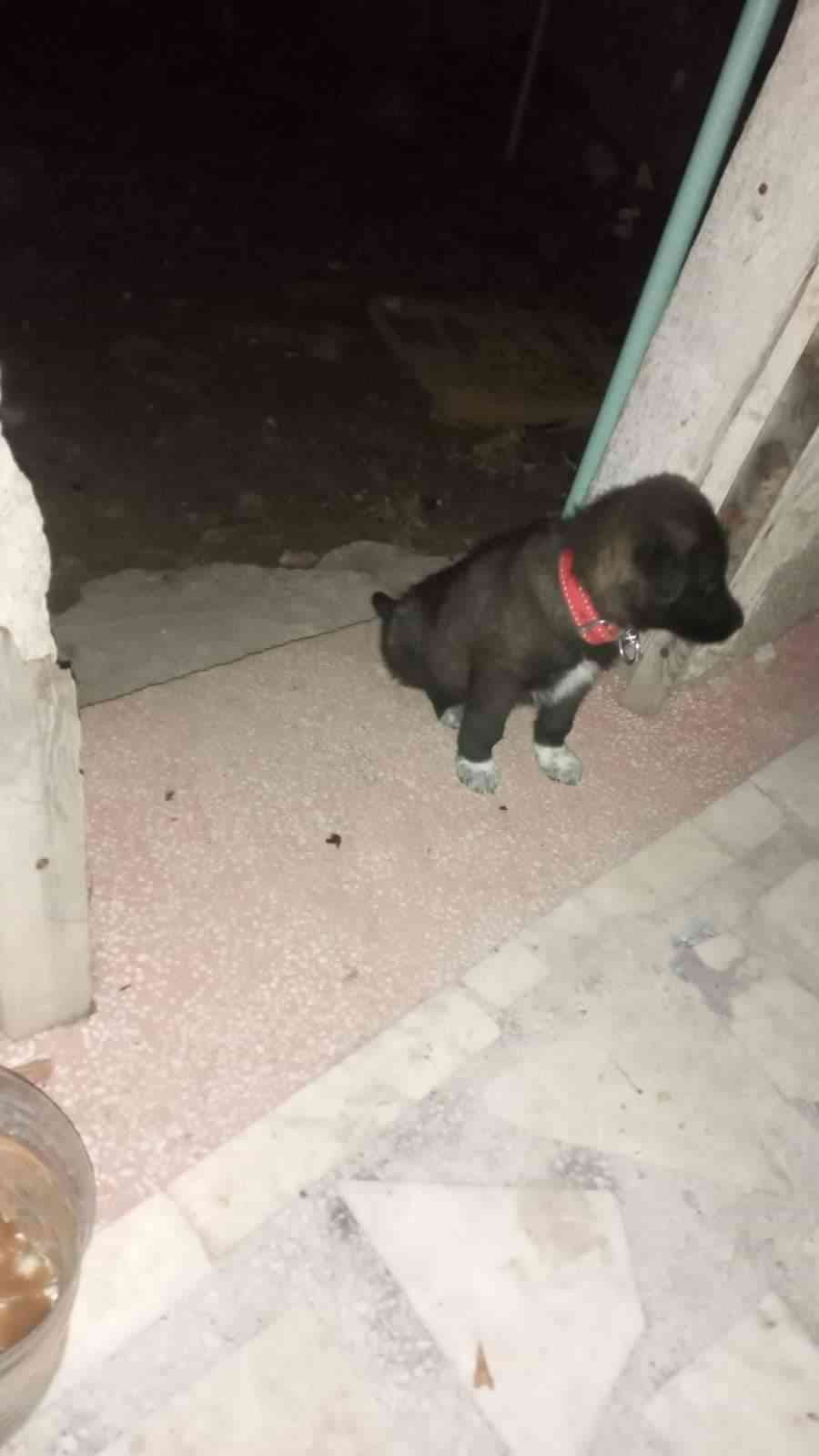 5 gün önce kaybolan minik köpeğini gece gündüz arıyor