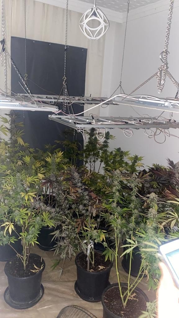 Evi kenevir bahçesine çevirmiş