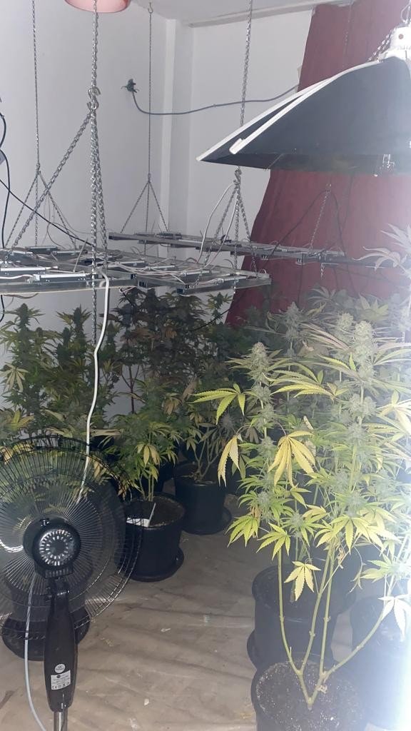 Evi kenevir bahçesine çevirmiş