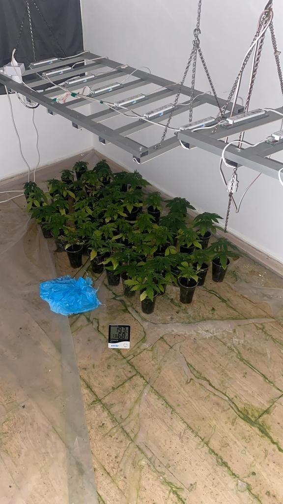 Evi kenevir bahçesine çevirmiş