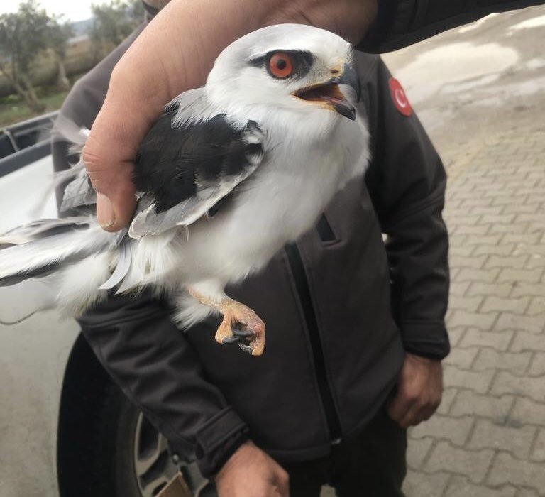 Osmaniye’de yaralı bulunan kızıl şahin ve ak çaylak tedaviye alındı