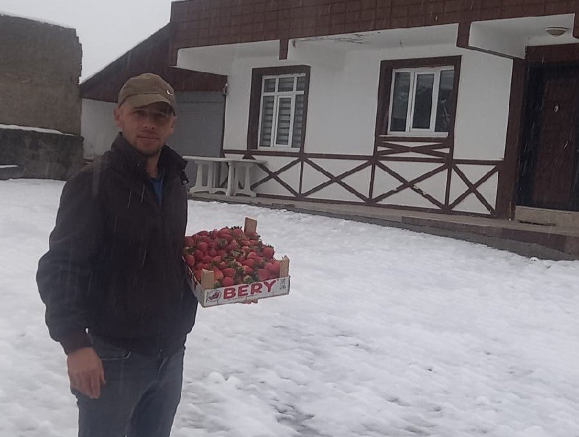 Yaylada kar altında çilek hasadı