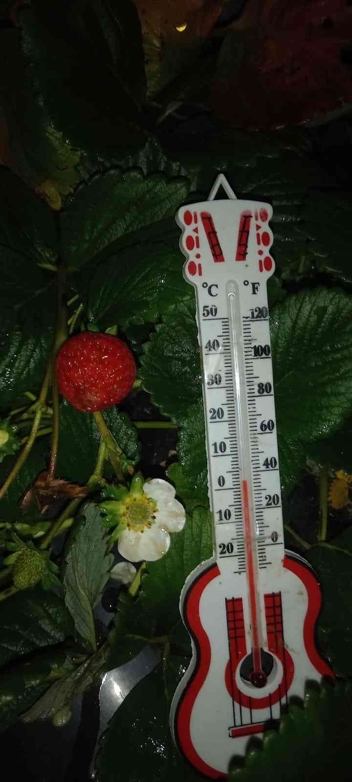 Yaylada kar altında çilek hasadı