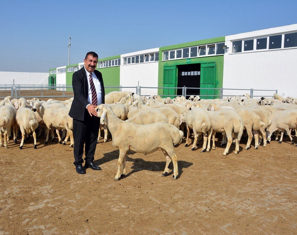 TÜDKİYEB Genel Başkanı Çelik: “Türkiye’nin yüzyılında küçükbaşı atağa geçirecek hamleler yapılmalı”