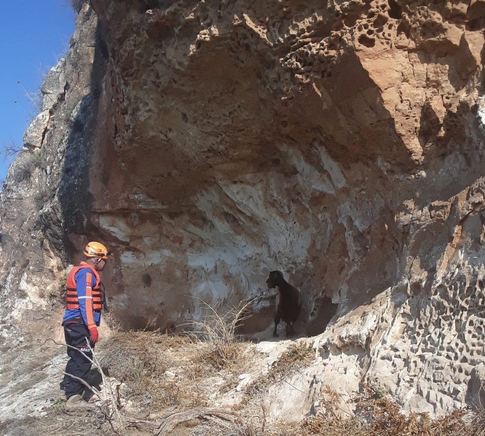 Kayalıklarda mahsur kalan keçiler halatlarla kurtarıldı