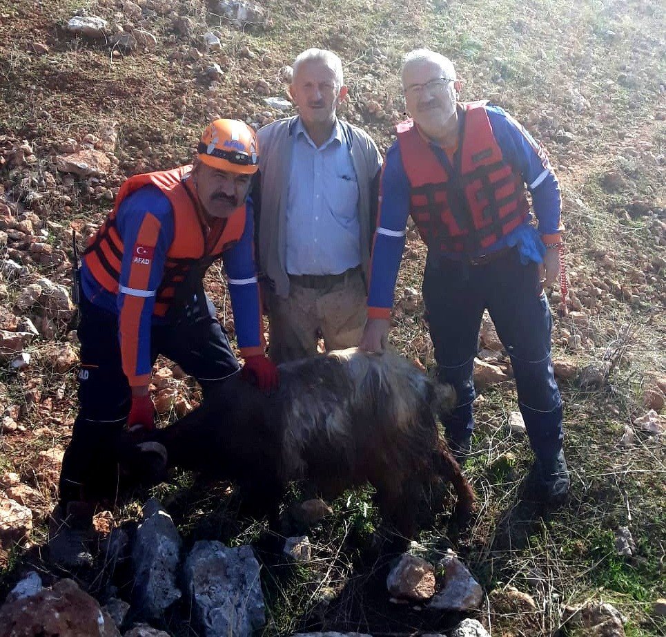 Kayalıklarda mahsur kalan keçiler halatlarla kurtarıldı