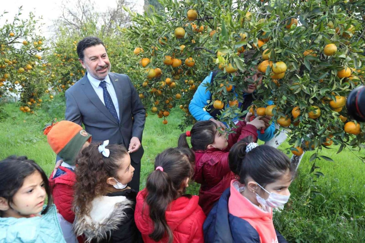 Başkan Aras, öğrencilerle mandalina hasadı yaptı