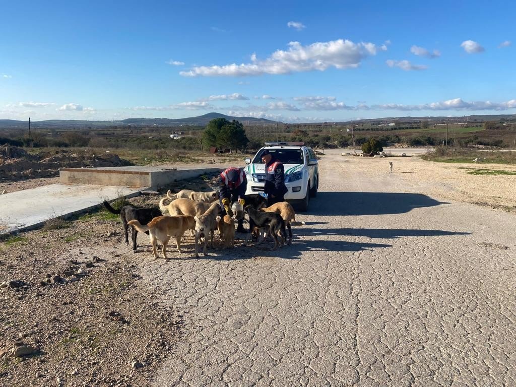 Jandarma ekipleri sokak hayvanlarını besledi