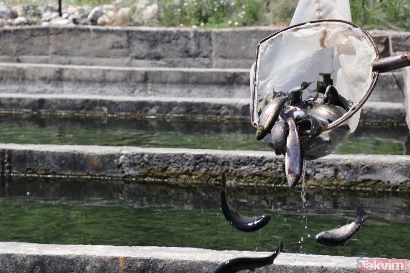 Çameli’den bu yıl 800 milyonluk tarımsal üretim yapıldı