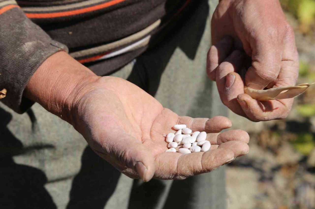 Çameli’den bu yıl 800 milyonluk tarımsal üretim yapıldı