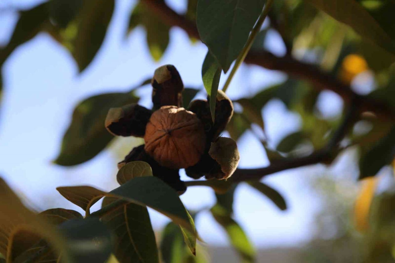Çameli’den bu yıl 800 milyonluk tarımsal üretim yapıldı