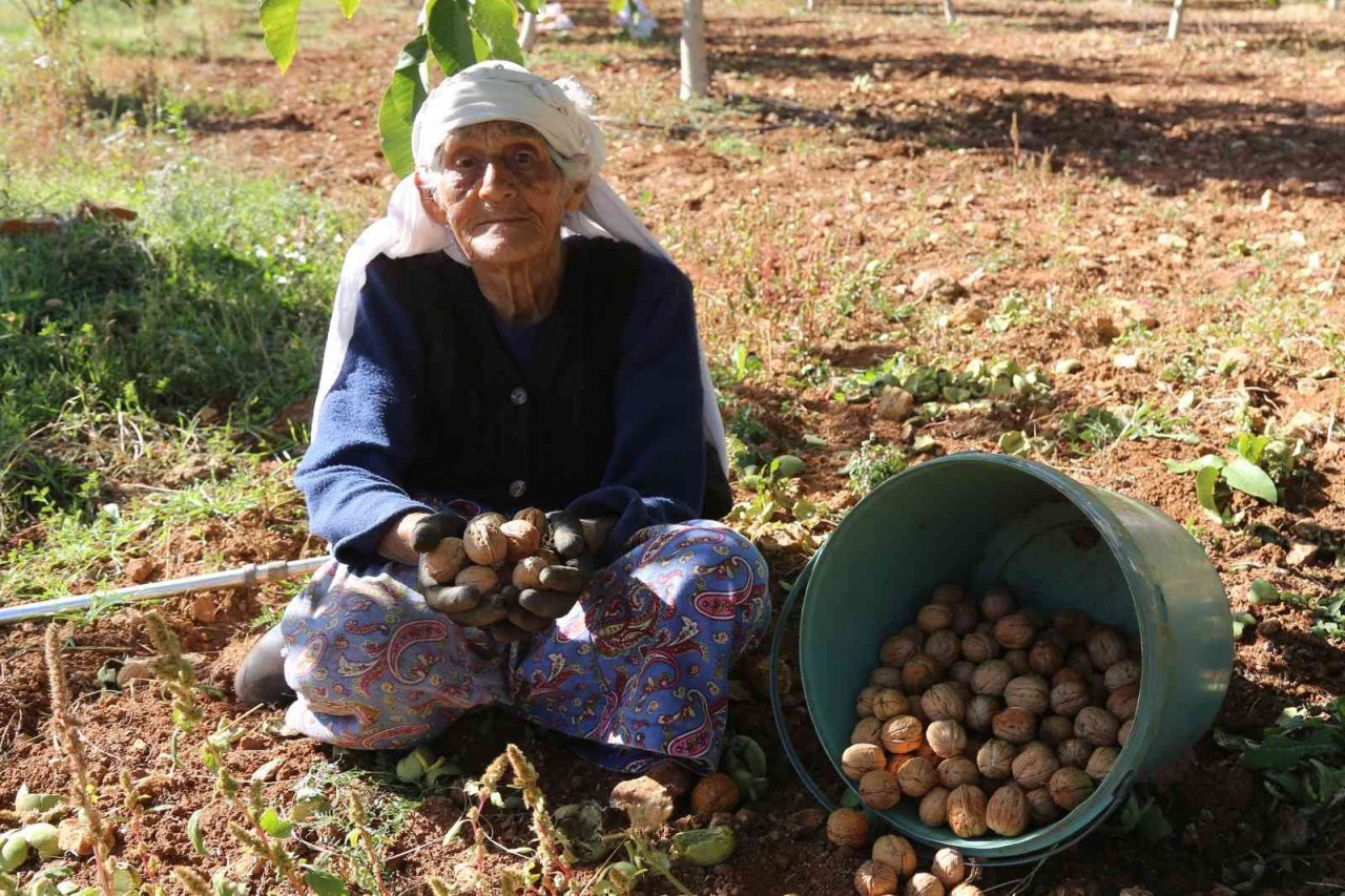 Çameli’den bu yıl 800 milyonluk tarımsal üretim yapıldı