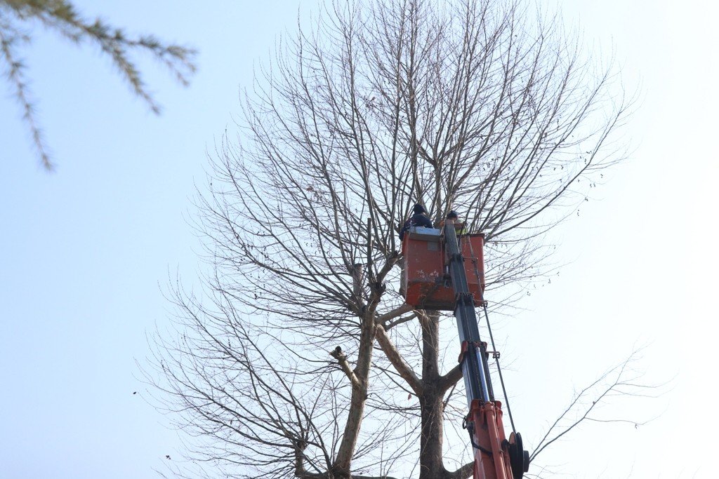Ağaçlara kar yağışı öncesi bakım