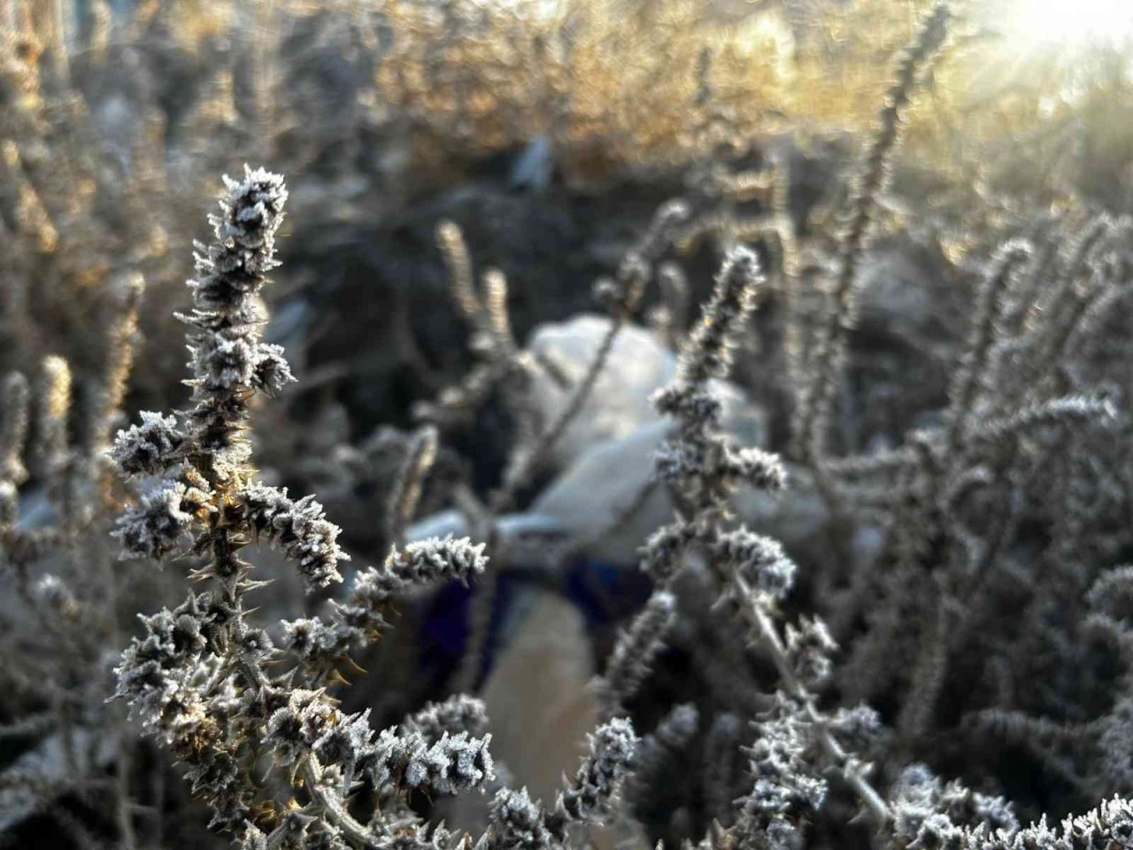 Hava sıcaklığının eksi 5’e düştüğü Erzurum buz tuttu