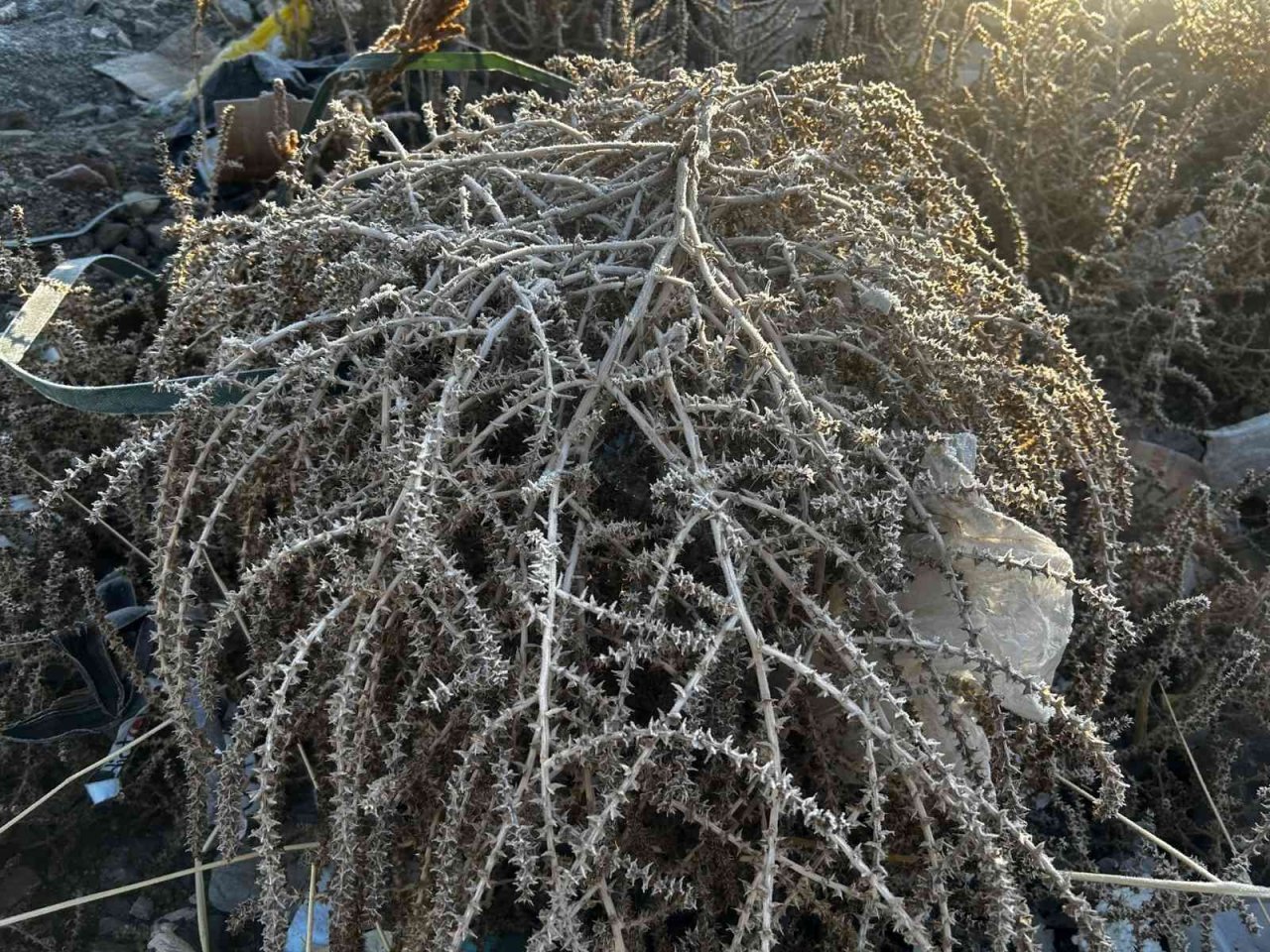 Hava sıcaklığının eksi 5’e düştüğü Erzurum buz tuttu