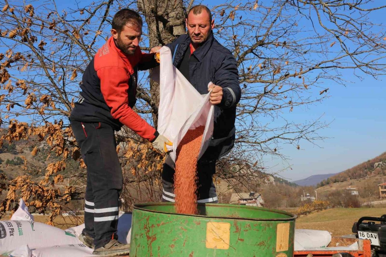Gürsu Belediyesi buğday ekti
