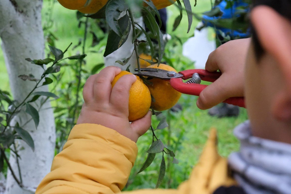 Başkan Aras, öğrencilerle mandalina hasadı yaptı