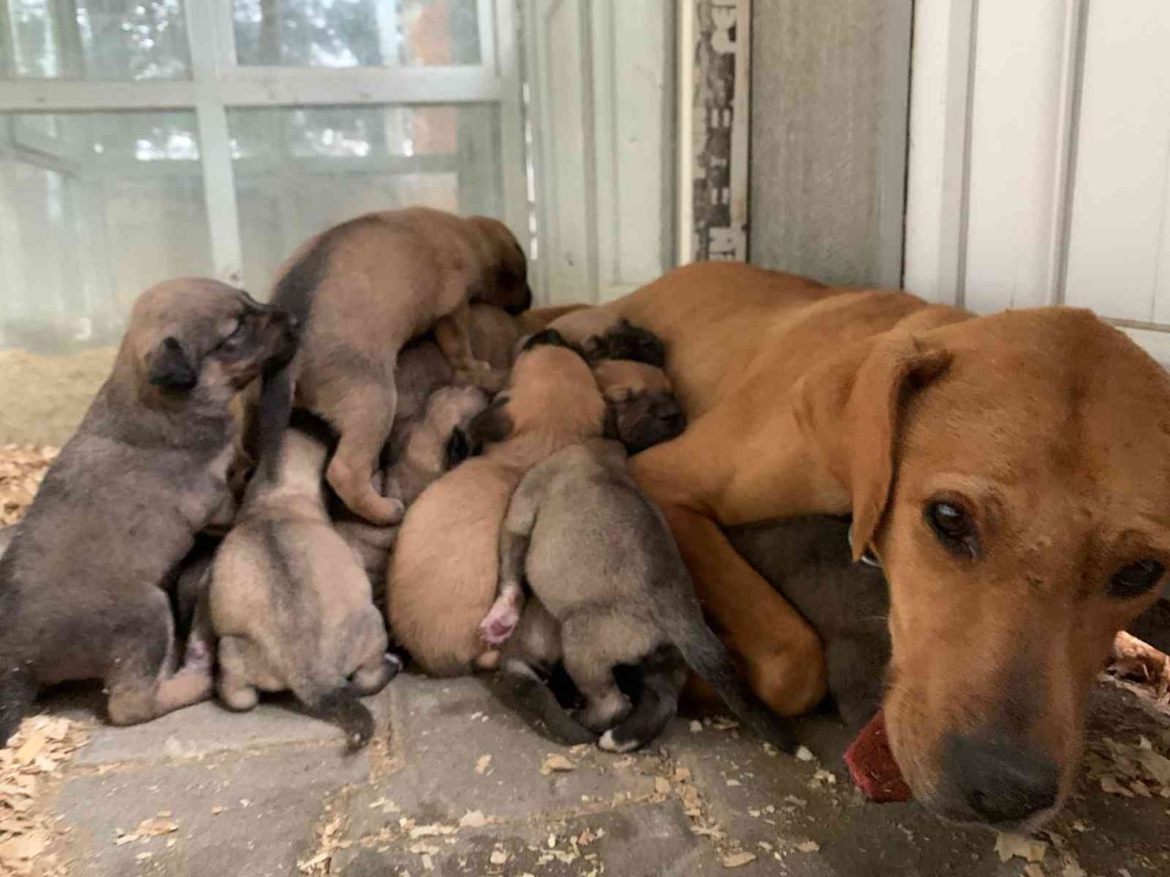 Ağzı bağlı çuvalda bulunan 8 yavru köpek ve sütannesi gözetim altına alındı