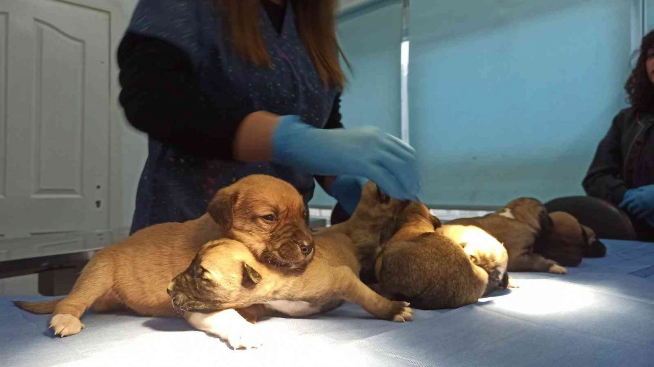 Ağzı bağlı çuvalda bulunan 8 yavru köpek ve sütannesi gözetim altına alındı