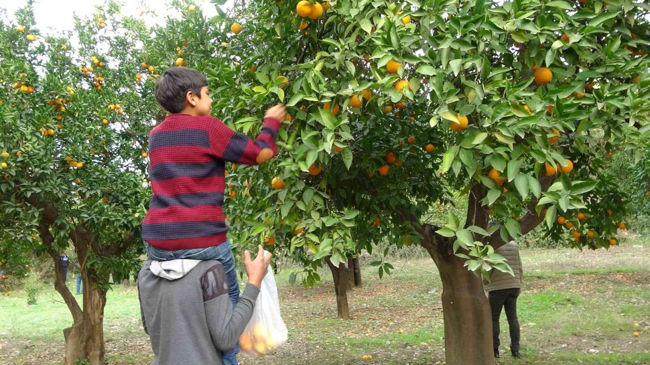 Kozan Belediyesinden halka açık narenciye bahçesinde ilk hasat