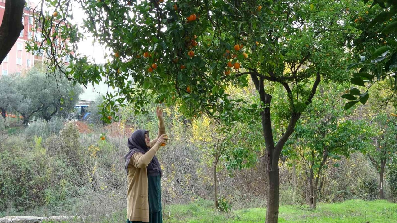 Kozan Belediyesinden halka açık narenciye bahçesinde ilk hasat