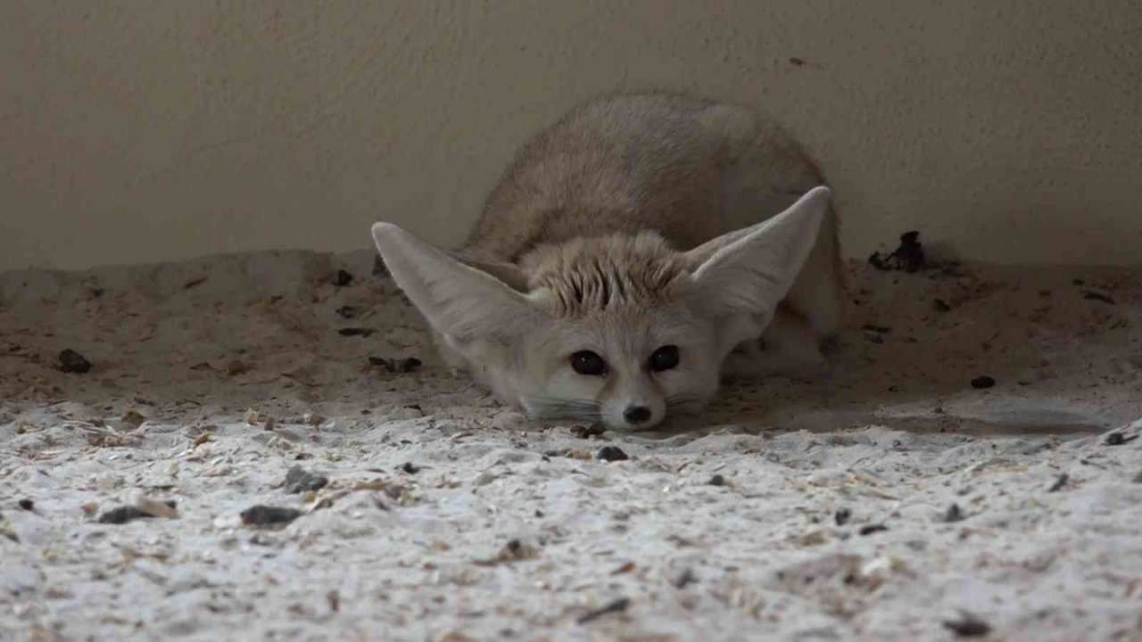 Bursa Hayvanat Bahçesi’nde bebek tilki sevinci