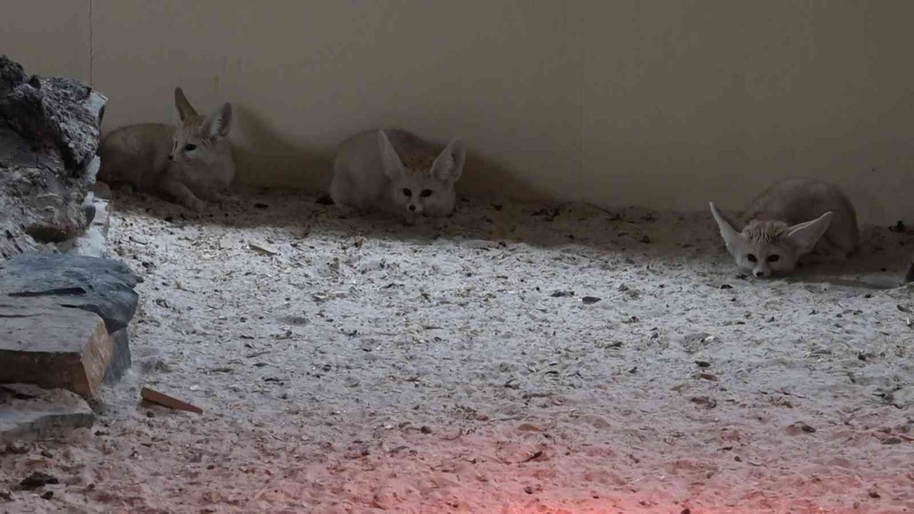 Bursa Hayvanat Bahçesi’nde bebek tilki sevinci