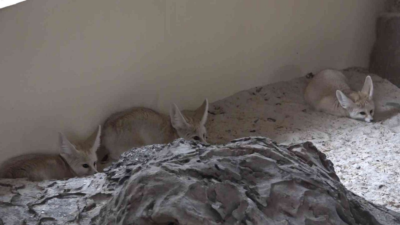 Bursa Hayvanat Bahçesi’nde bebek tilki sevinci