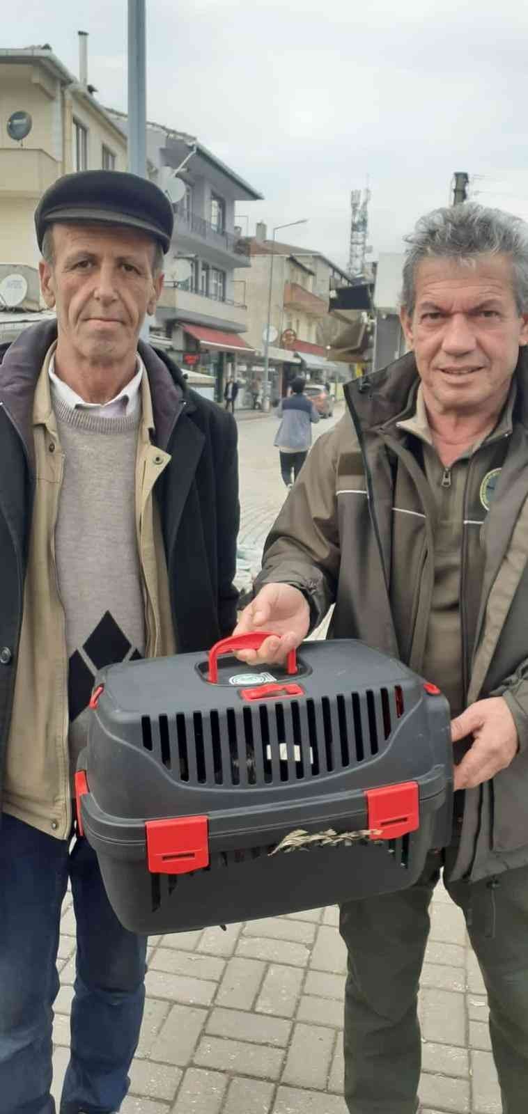 6 yaşındaki Azra, balkonda yaralı bulduğu atmacaya sahip çıktı