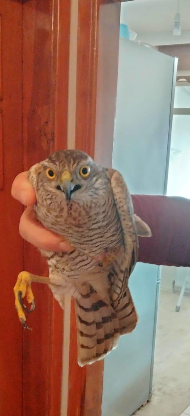 6 yaşındaki Azra, balkonda yaralı bulduğu atmacaya sahip çıktı