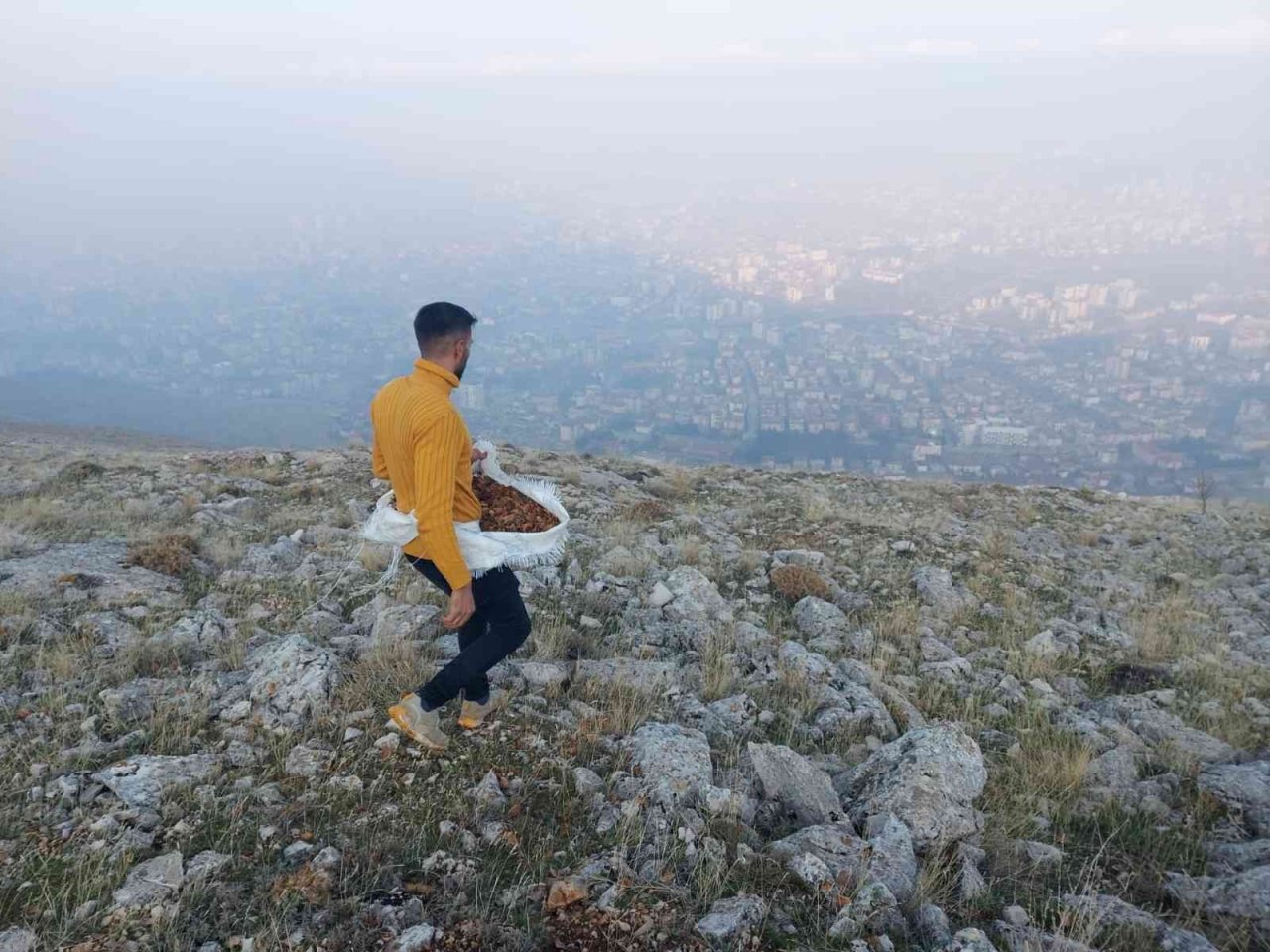 Elbistan’da, doğada bin yıl yaşayan sedir ağacı tohumları toprakla buluştu