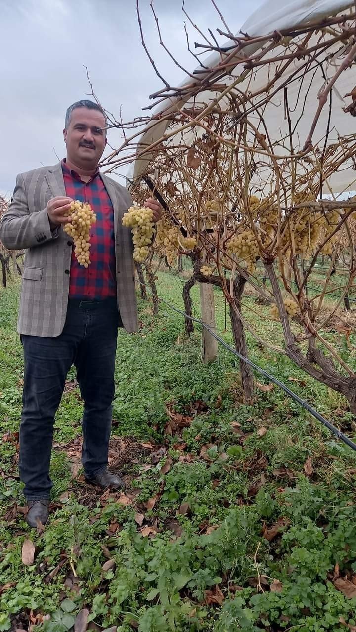 Yılbaşı sofralarının taze üzümü Sarıgöl bağlarından