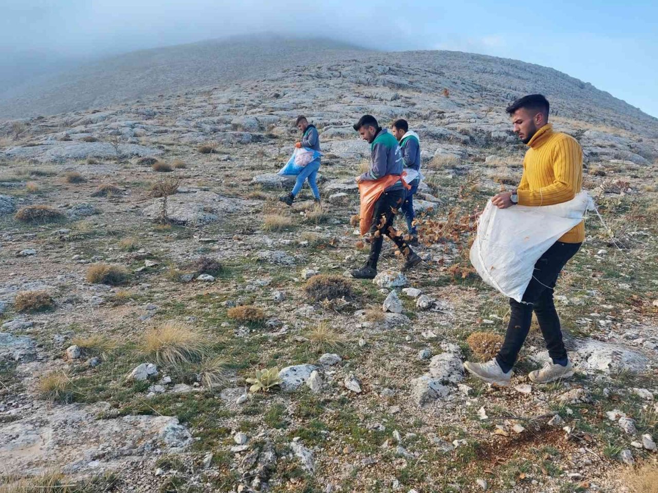 Elbistan’da, doğada bin yıl yaşayan sedir ağacı tohumları toprakla buluştu