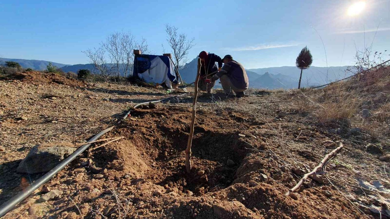 Kuruyan fidanların yerine yenisi dikildi
