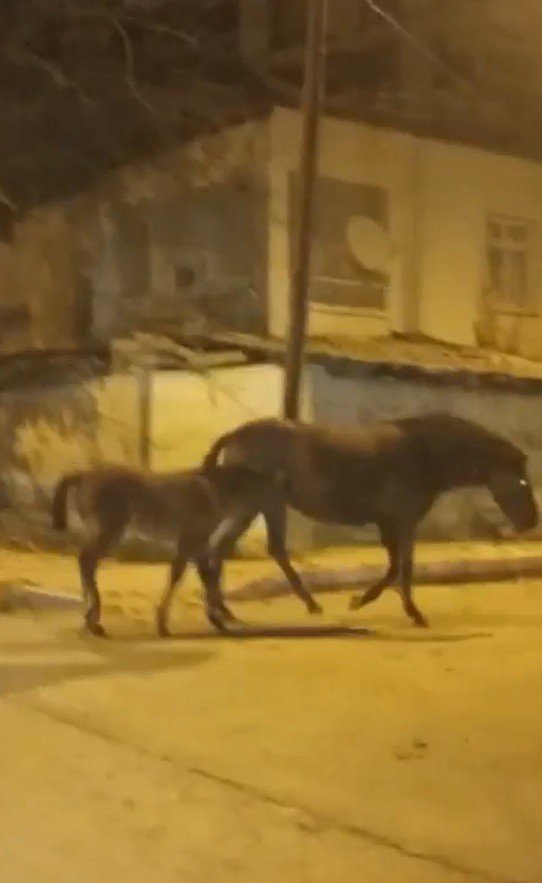 Elazığ’da başıboş atlar cadde ve sokaklarda ilginç görüntüler oluşturdu