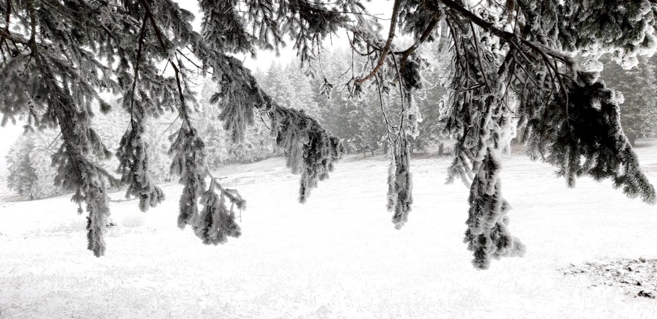 Abant Tabiat Parkı’nda kar yağışı başladı