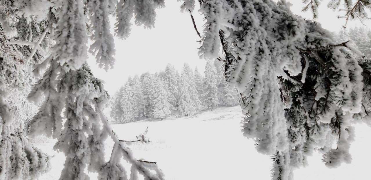 Abant Tabiat Parkı’nda kar yağışı başladı