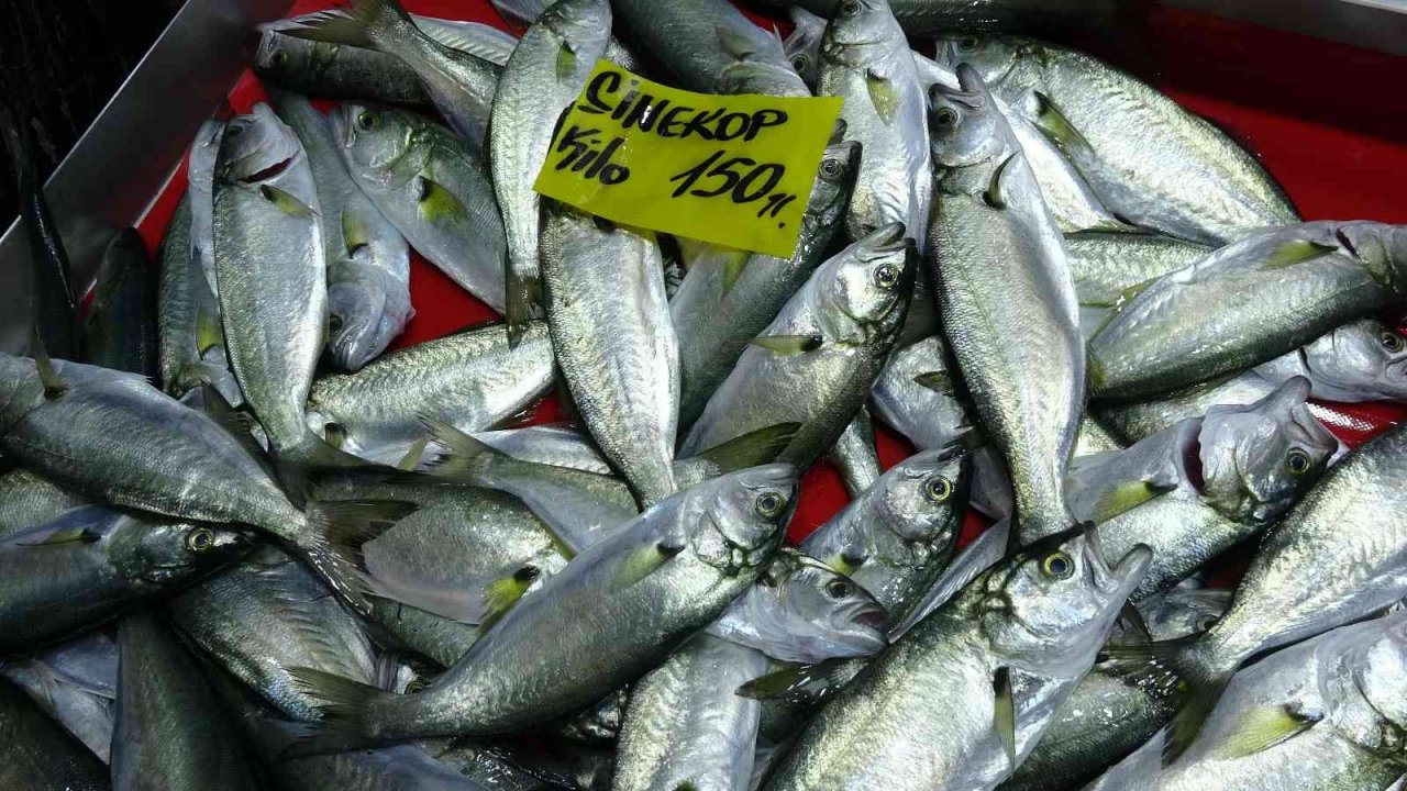 Havalar geç soğudu, az çıkan lüfer ve çinekopun fiyatı arttı