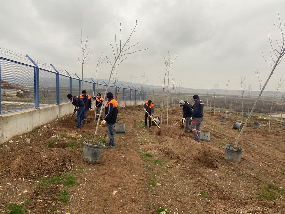Sungurlu’da 500 ağaç toprakla buluştu