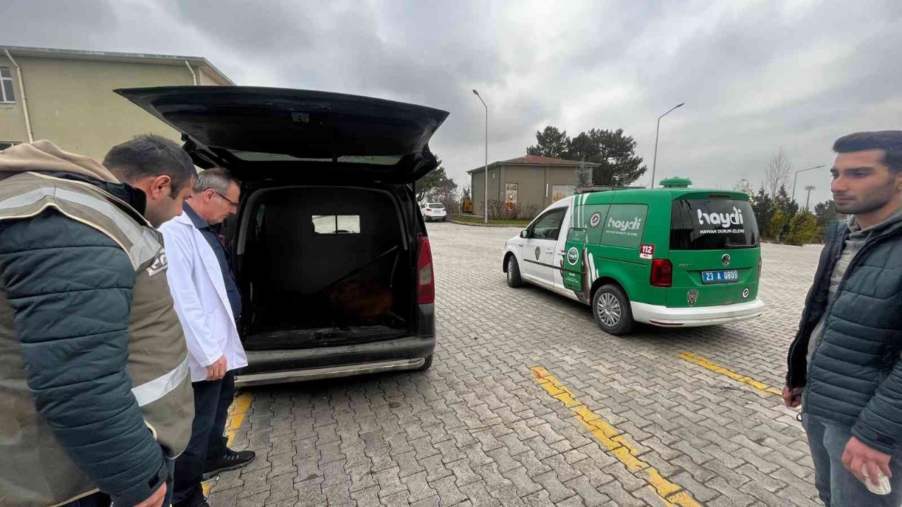 Bacağı kırık tay, tedavi altına alındı