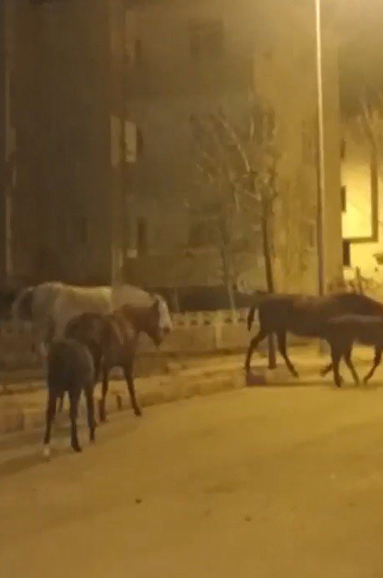 Elazığ’da başıboş atlar cadde ve sokaklarda ilginç görüntüler oluşturdu