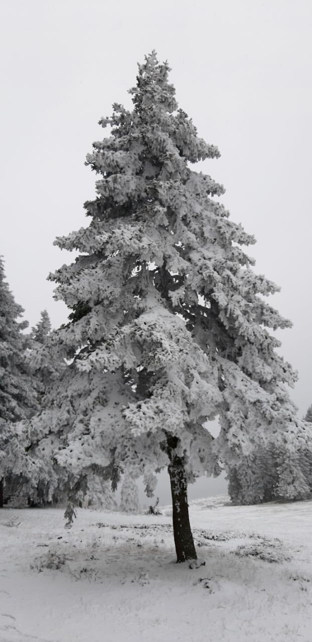 Abant Tabiat Parkı’nda kar yağışı başladı
