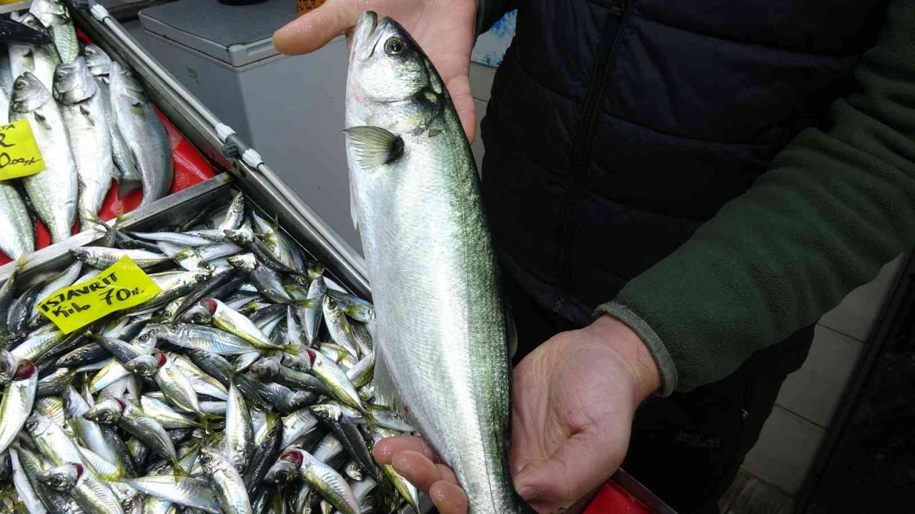 Havalar geç soğudu, az çıkan lüfer ve çinekopun fiyatı arttı