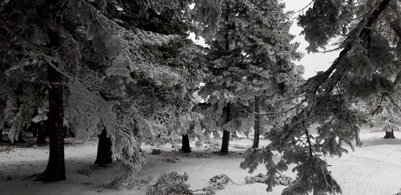 Abant Tabiat Parkı’nda kar yağışı başladı
