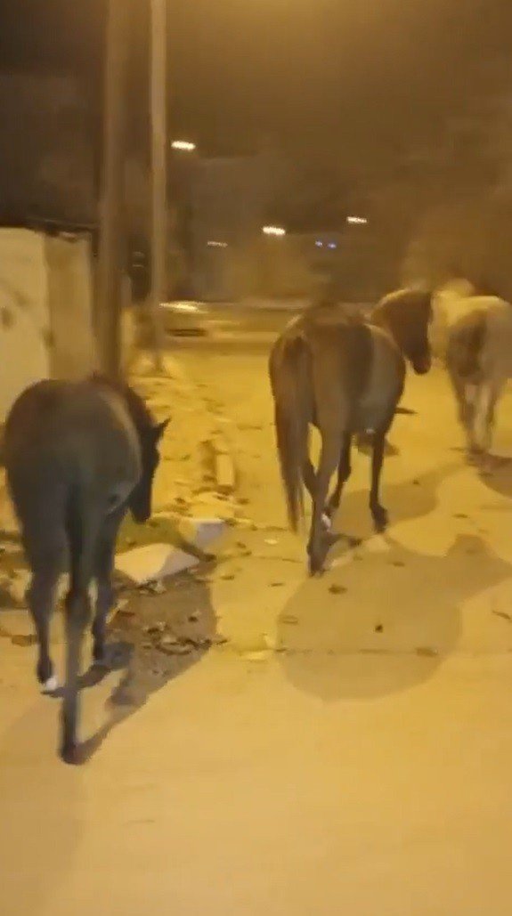 Elazığ’da başıboş atlar cadde ve sokaklarda ilginç görüntüler oluşturdu